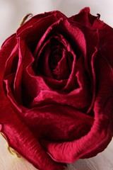 Withered wrinkled bud of a once blooming and fragrant rose. Inspired reflections on youth,...