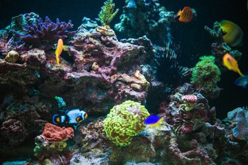 Naklejka na ściany i meble Marine Aquarium Reef