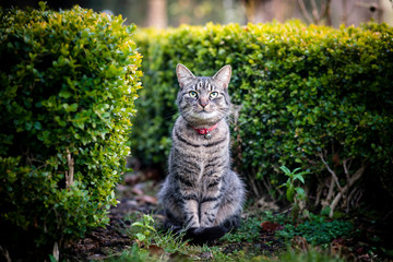 Cat in Garden