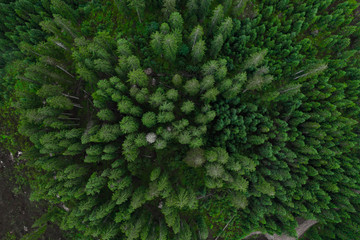 Naklejka na ściany i meble Aerial top view forest, Texture of forest view from above, Copter drone view, Panoramic photo over the tops of pine forest