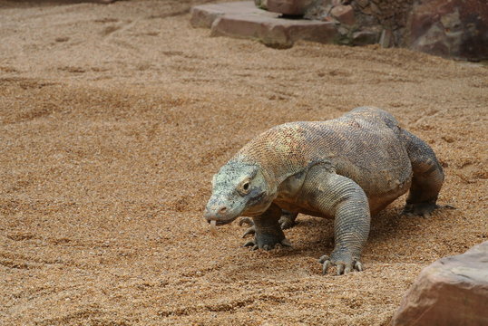 Closeup photo of a dragon walking in the zoo.