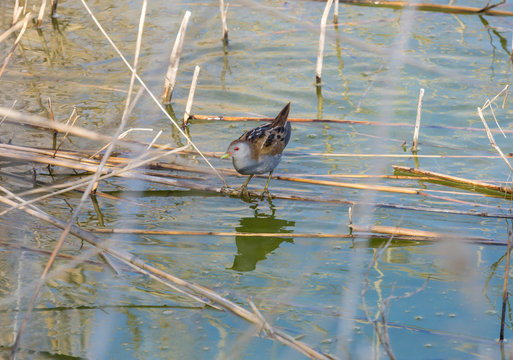 Rare and elusive Little Crake (Porzana parva) foraging in a pond