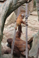 Young orangatang child playing with his parent.