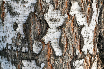 The texture of the birch bark. Natural bark of birch useful for background.