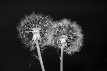 dandelions close up black and white