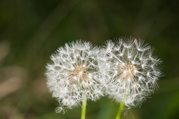 Two dandelions close up