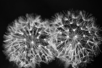 Two dandelions close up black and white