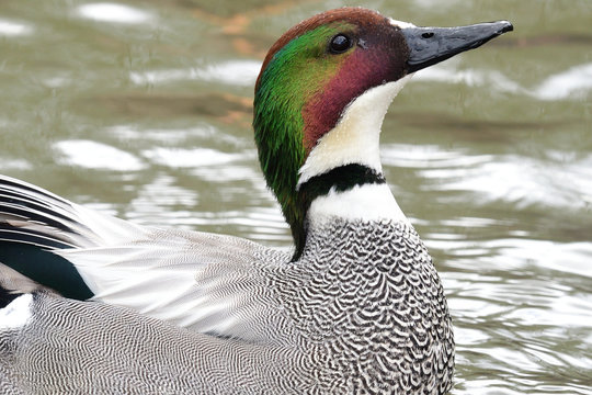 Anatinae Images Parcourir 8,410 le catalogue de photos, vecteurs et