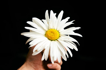 Blossom of chamomile flower in the man hand isolated on the black background with copyspase for cards and design for Valentine's Day.