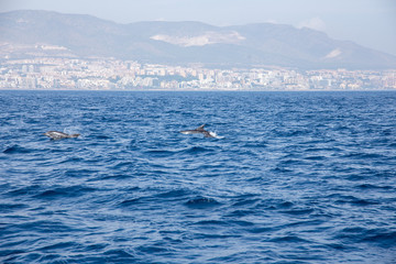 Happy wild dolphings playing around in the coast of southern Spain.