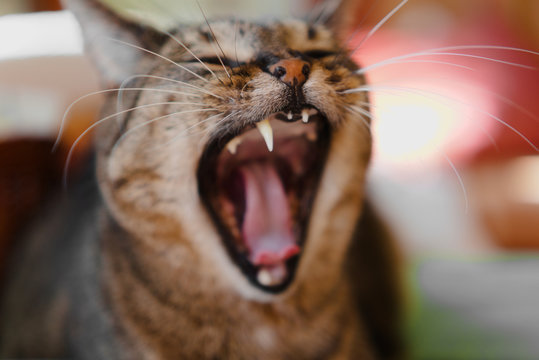 Old tabby cat yawning, showing tongue and teeth, blurred background