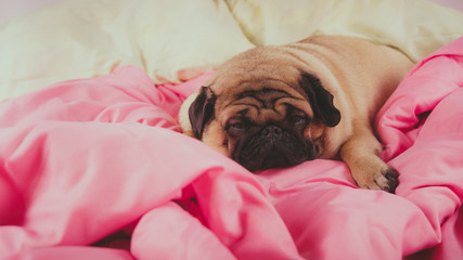 Close up face of cute pug dog breed lying on a dogs bed with sad eyes opened. Funny portrait pug in human bed. Poor sad sick bored dog concept. Pet care and animals concept. Text copy space.
