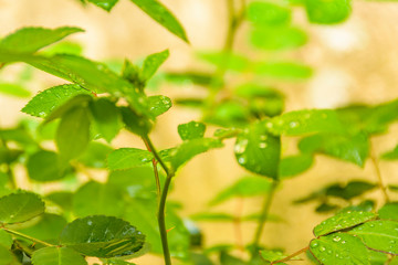 Wet Green Leaves Close Up Photo