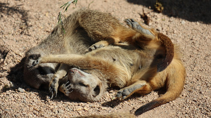 Obraz premium Meerkat 