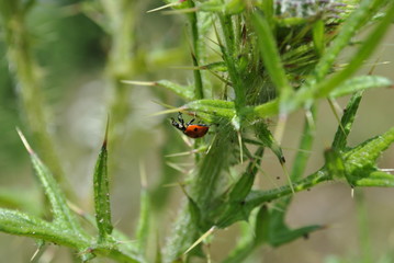 ladybug on a leaf
