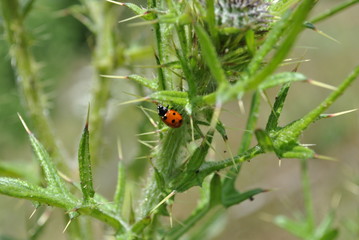 ladybug on green leaf