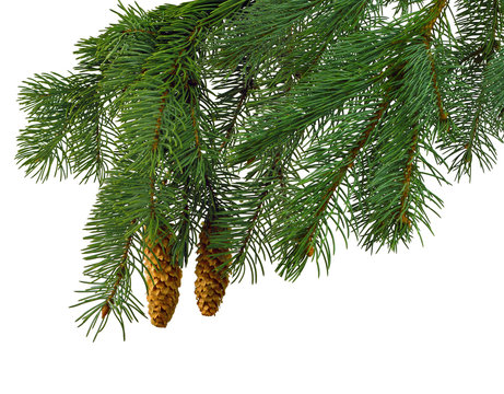 Christmas tree branches with pine cones isolated on white background for design.