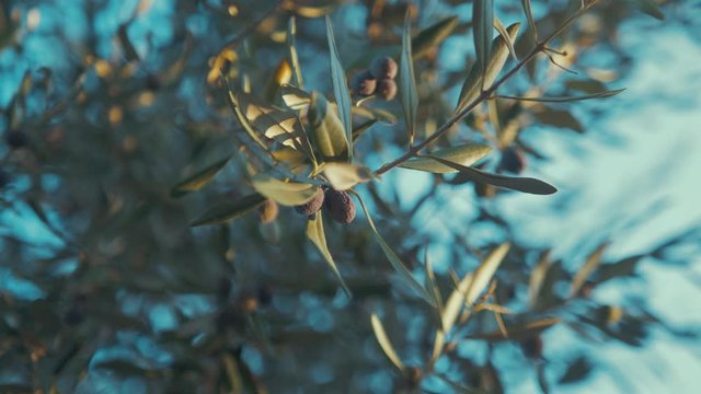 Ripe olives hanging from olive tree golden hour