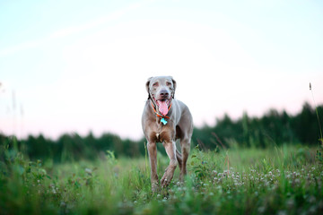 Big grey dog strolling at green beautiful meadow