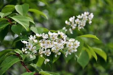 In the spring bird-cherry tree (Prunus padus) blossoms in nature