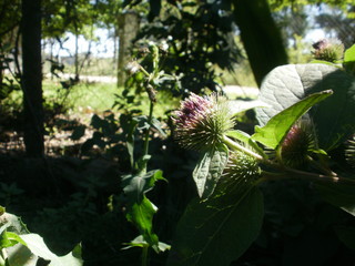 Flor soleada