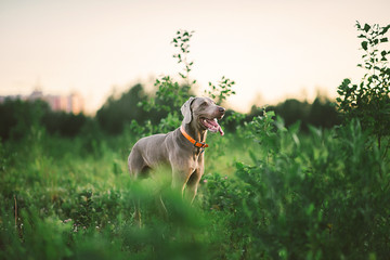 Big grey dog strolling at green beautiful meadow