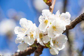 White flowers of cherry tree