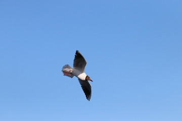 Seagull flying  on the sky