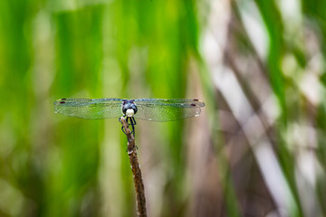 Magical dragonfly on a hot summer day.