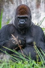 Fototapeta premium Gorilla, monkey, dominating male sitting in the grass, funny attitude