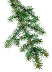 fir tree branches isolated. Branch tree, fir evergreen twig to xmas holiday . isolated on white without shadow