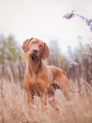 Pointing dog during walk in the city or field