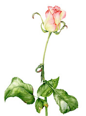 Watercolor illustration. Rose flower on a long stem with leaves on a white background.
