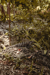 Iguana