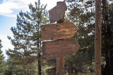 Naklejka premium Wooden signs in the forest