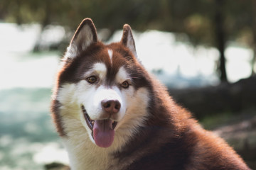 Portrait siberian husky dog ​​in the forest