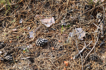 cones in the forest