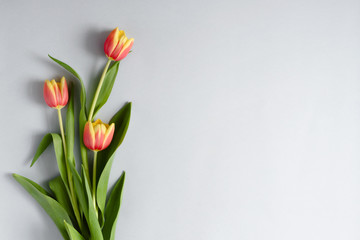 floral composition with three blooming tulips, flat lay, white background, copy space