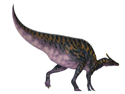 Saurolophus osborni Dinosaur Tail - Saurolophus osborni was a Hadrosaur herbivorous dinosaur that lived in Asia and North America during the Cretaceous Period.