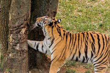 bengal tiger walking through a green meadow