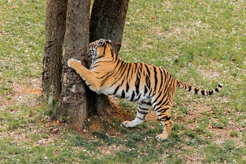 bengal tiger walking through a green meadow