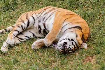 bengal tiger walking through a green meadow