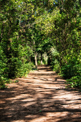 Obraz premium Dirt path through the middle of the woods