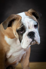 Obraz premium english bulldog in front of brown background