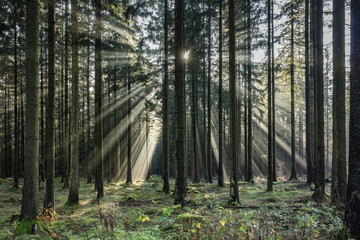nebel im wald