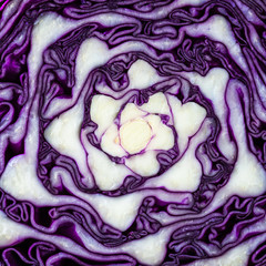 Obraz premium Red cabbage cut in half as a background