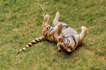 bengal tiger walking through a green meadow