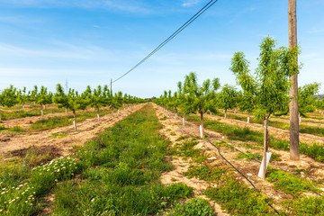 Fototapeta na wymiar Almond trees in an orchard on a summer day. Mallorca, Spain