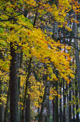 Fototapeta premium Yellow leaves on the trees in the forest. Autumn landscape.