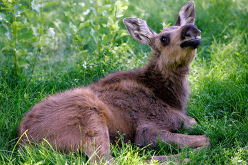 Fototapeta premium Cute Baby Moose lying in green grass, looking up.